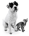 dog_cat_image_home