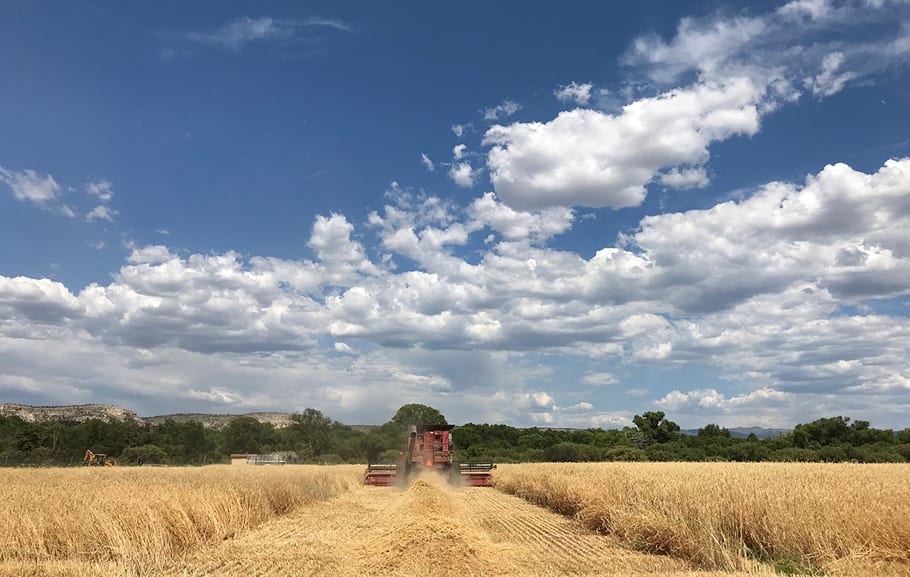 Innovating with Ancient Grains