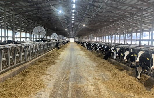 Coronavirus forces Indiana dairy farmers to dump milk as supply chain ...