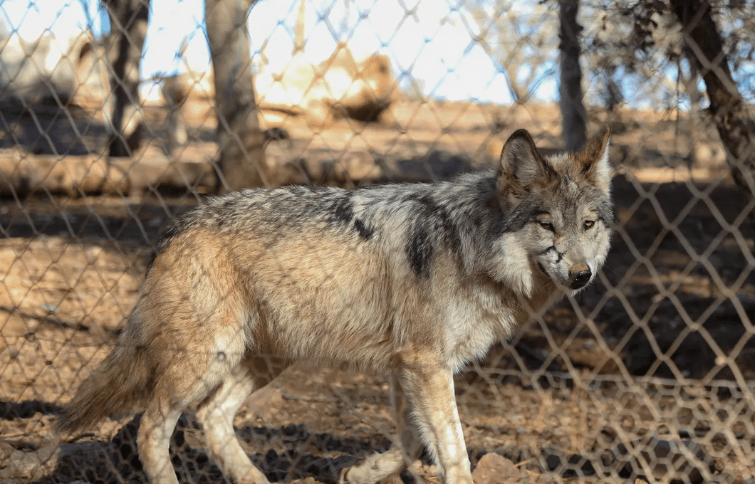 Mexican Gray Wolf Population Nina Pulliam Trust