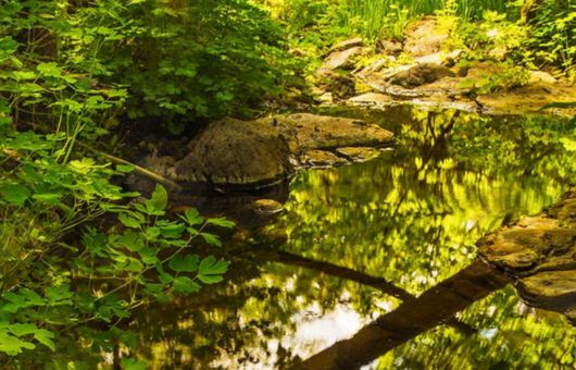 The Trickle Up Effect